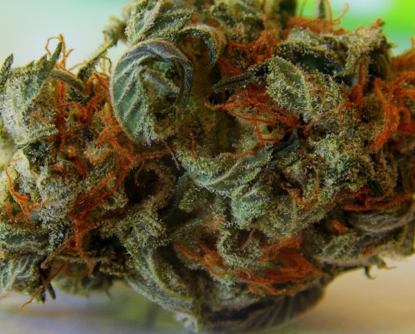 ¿Qué semilla de Cannabis escoger?