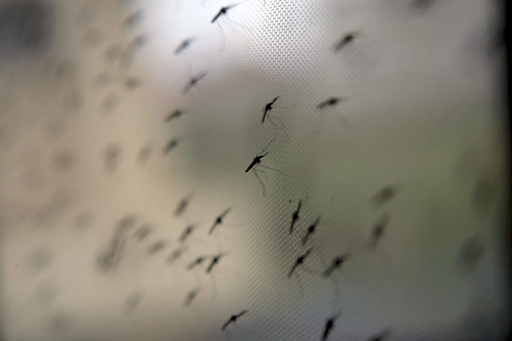 Hallan que adultos con malaria sin fiebre crean inmunidad contra el parásito