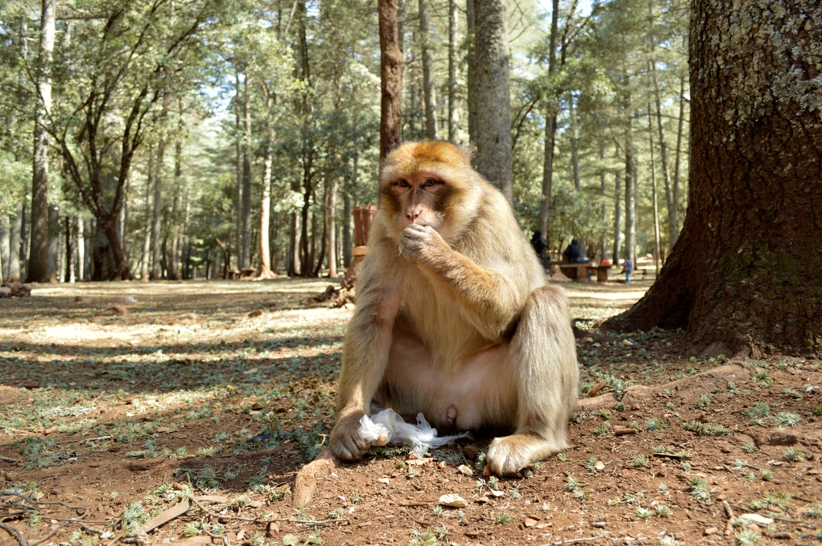 Los monos del Atlas sufren de obesidad
