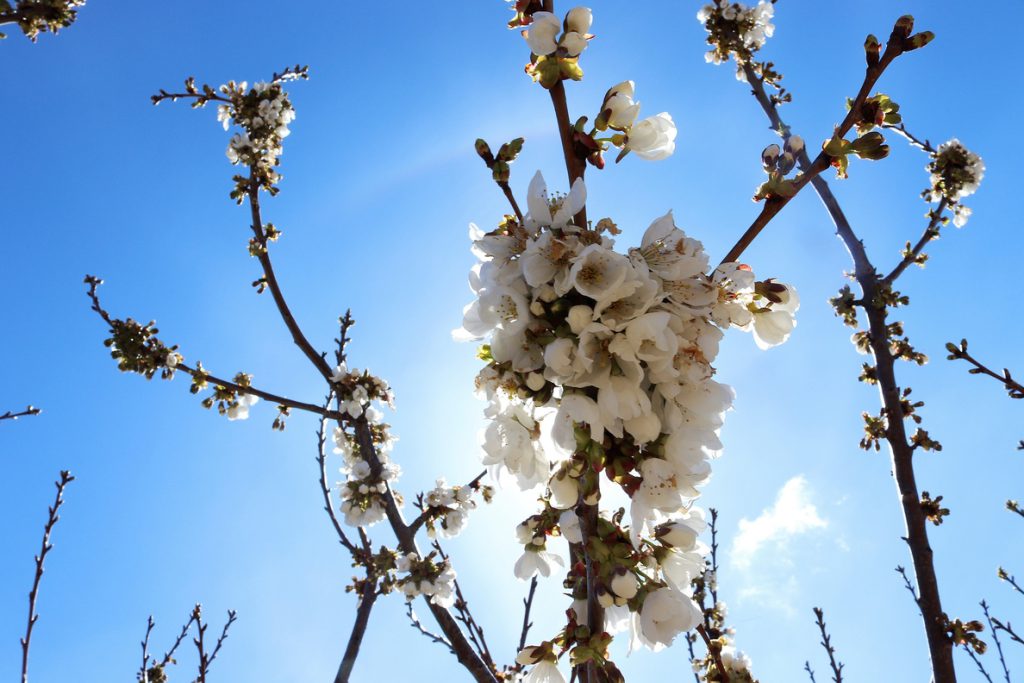 La floración de los cerezos, tradición japonesa con acento andaluz