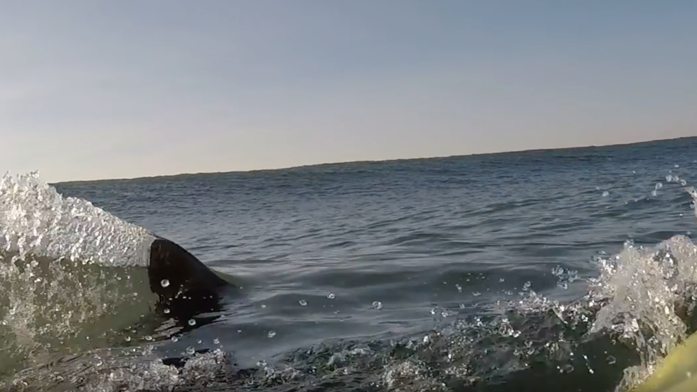 Un tiburón en Fuengirola obliga a los bañistas a salirse del agua