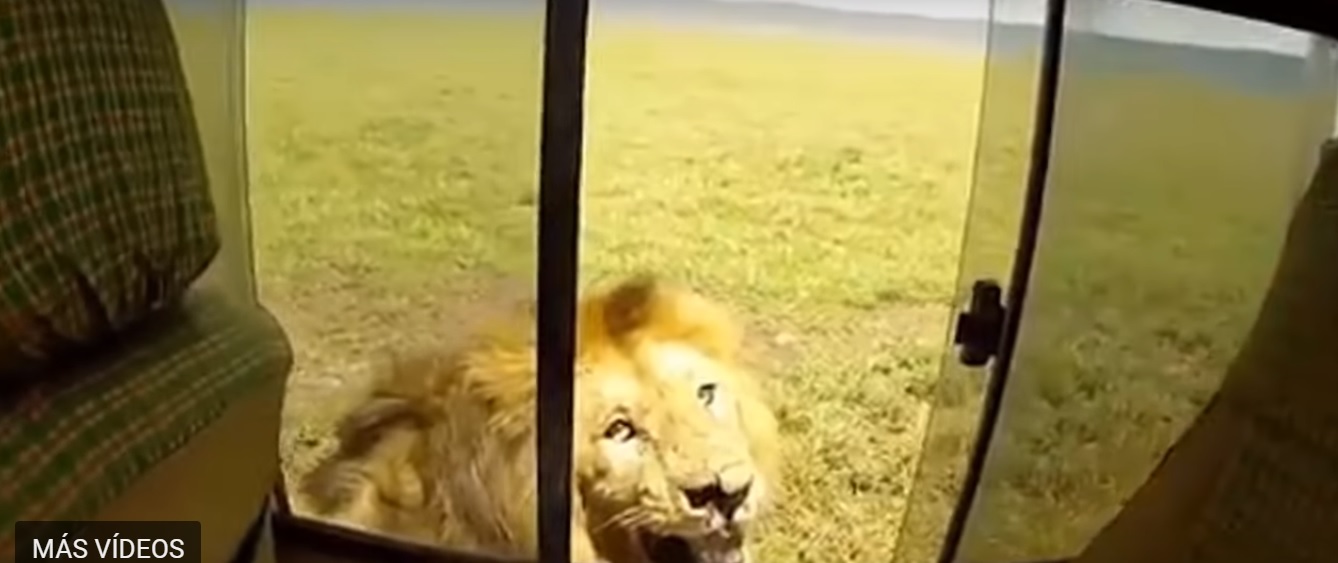 Un turista, un león… ¡y cachondeo en las redes!