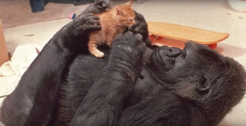 Muere Koko, la gorila que aprendió a usar la lengua de signos