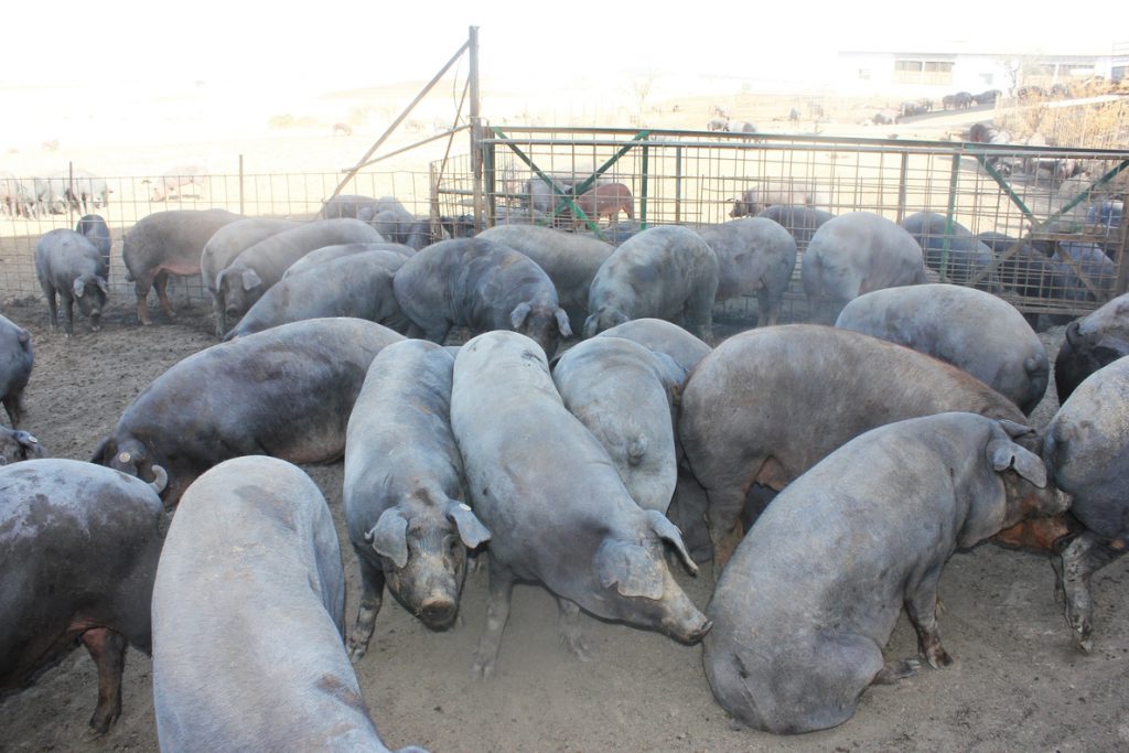 Agricultura actualiza la norma para clasificar canales de porcino, vacuno y ovino y su registro de precios