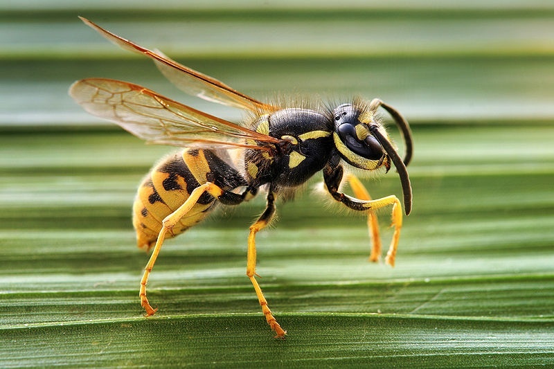 El 3% de los españoles sufre reacciones alérgicas generalizadas al veneno de avispas y abejas