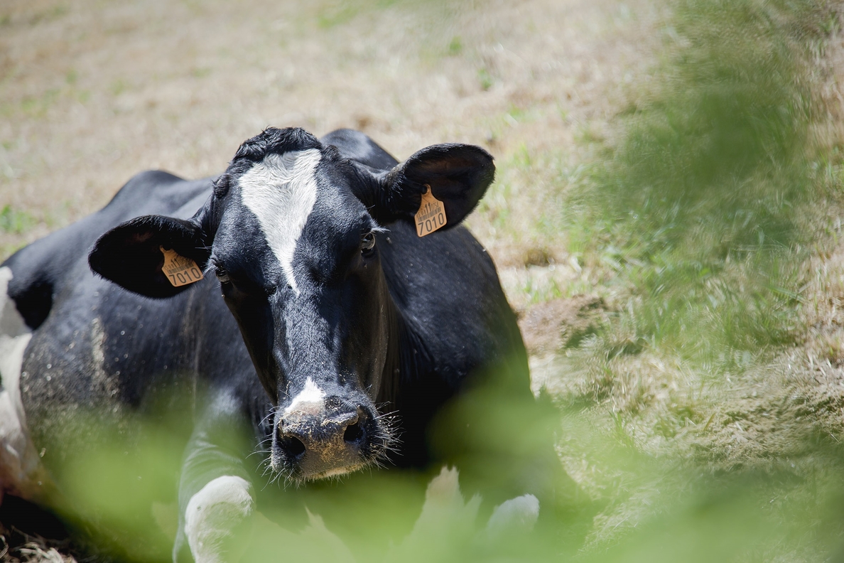 El bienestar y cuidado de las vacas, uno de los pilares en la producción láctea, según Calidad Pascual