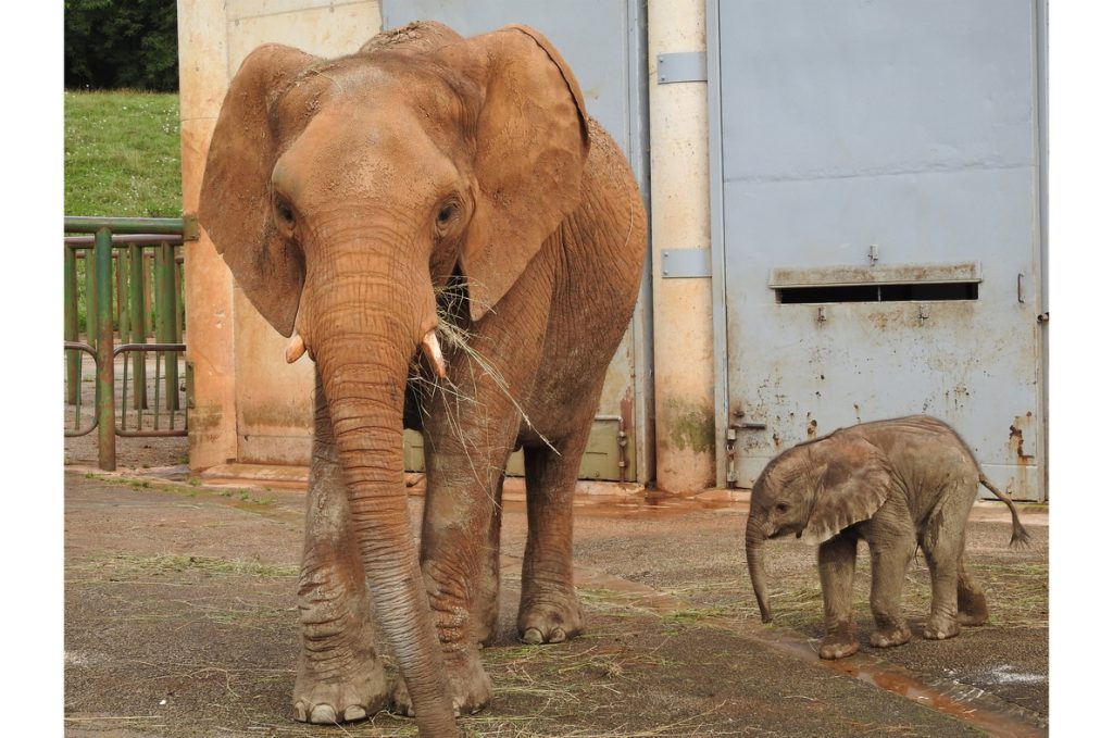 Nace en Cantabria un nuevo ejemplar de elefante africano, un macho de 100 kilos