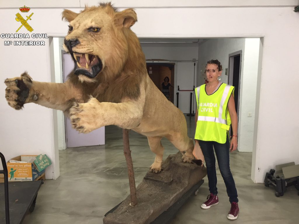 La Guardia Civil recupera un ejemplar de león africano disecado que había sido puesto a la venta por 6.000 euros