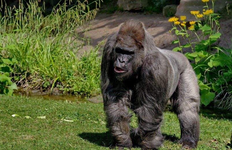 Muere ‘Fritz’, el gorila más viejo de Europa