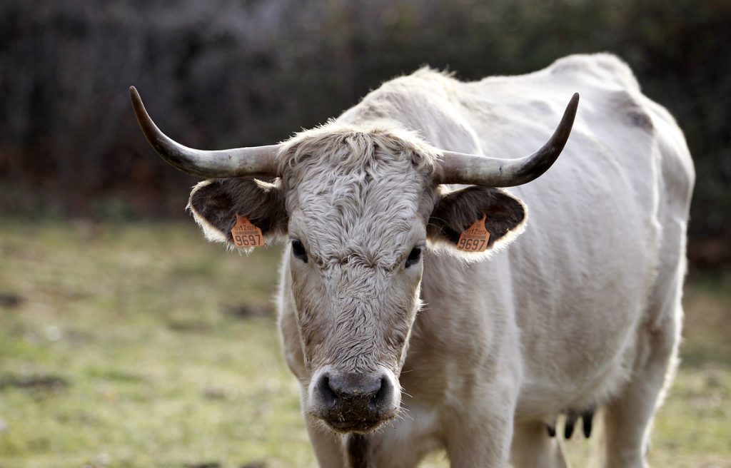 Bruselas propone medidas adicionales para apoyar a los ganaderos de la UE a hacer frente a la sequía