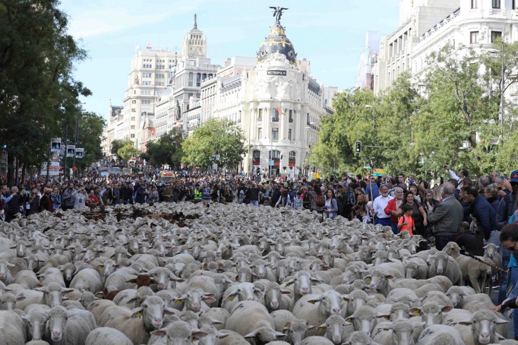 Las ovejas volverán a tomar Madrid este domingo para celebrar los 600 años de la trashumancia
