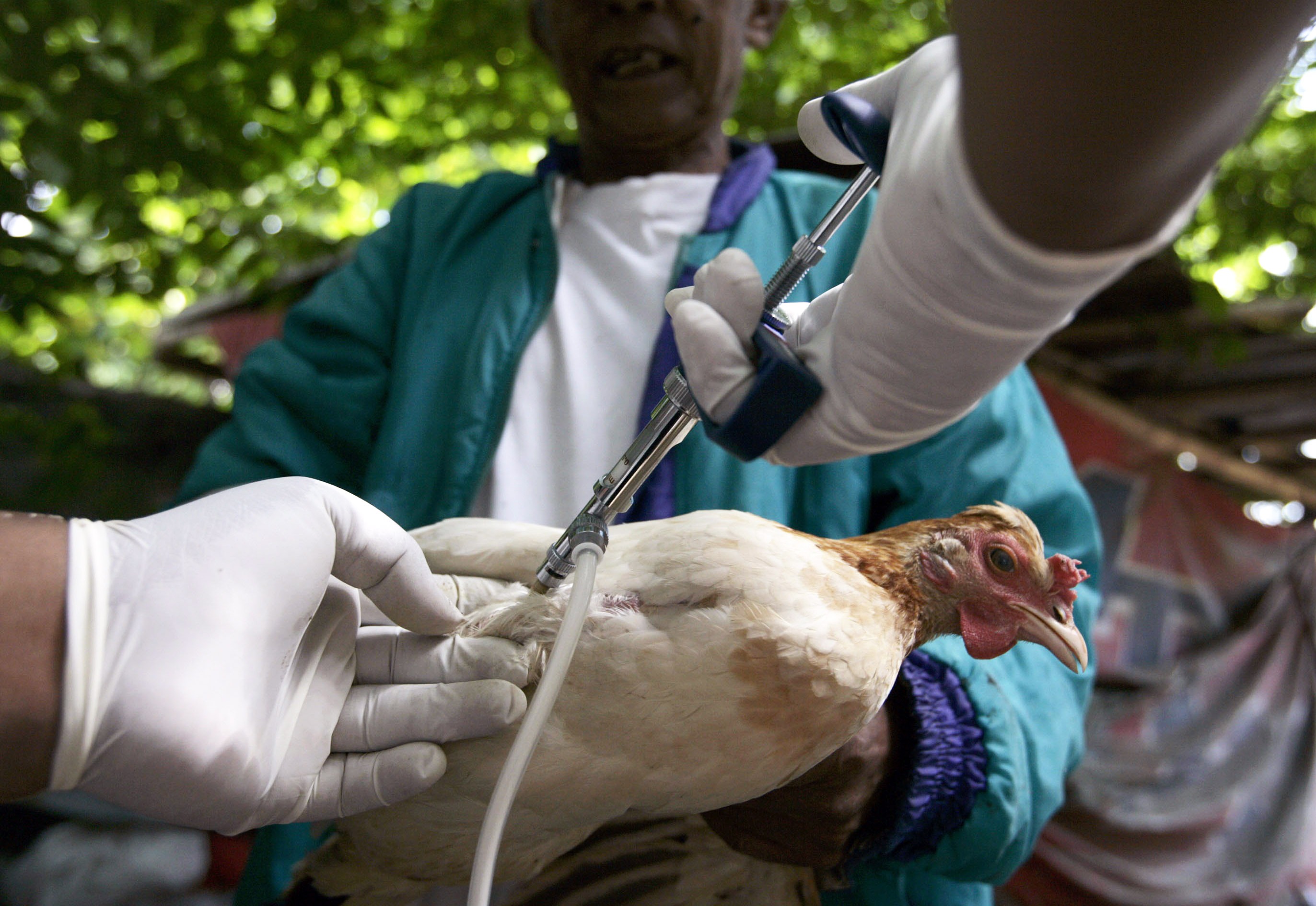 La OMS avisa de que la gripe aviar se puede propagar en países europeos
