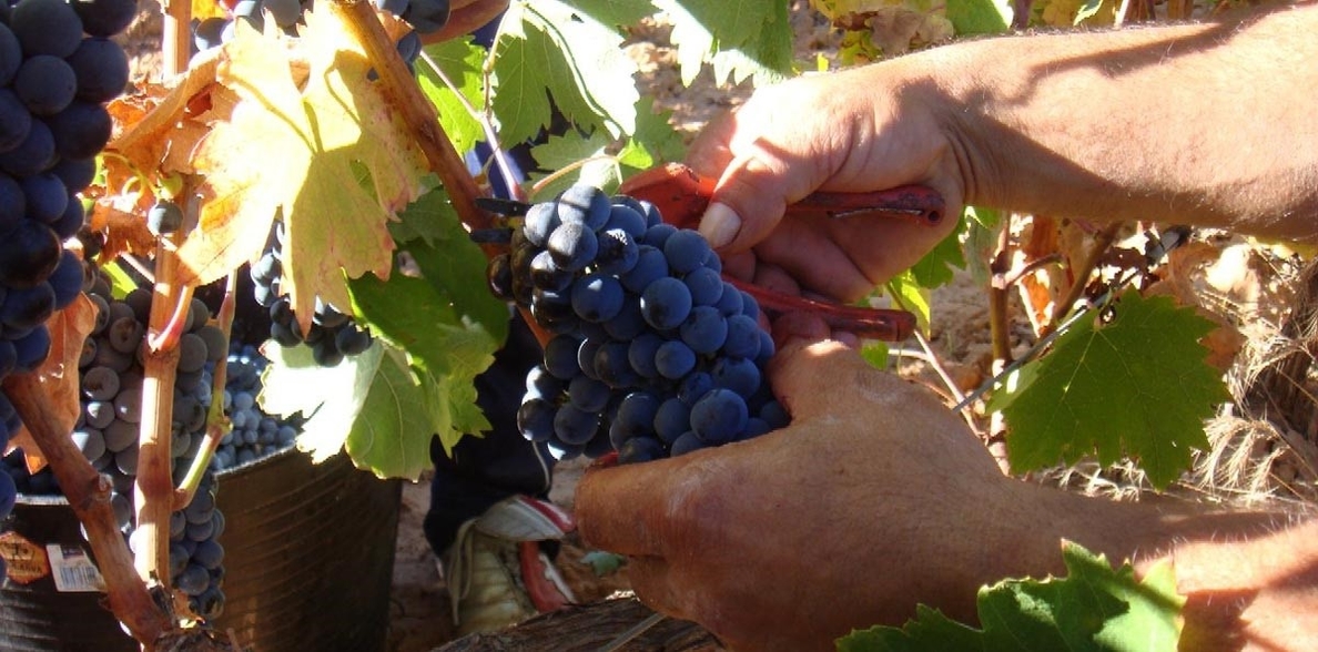 Ribera del Duero registra en 2018 la segunda mayor vendimia de su historia con 125 millones de kilos de uva