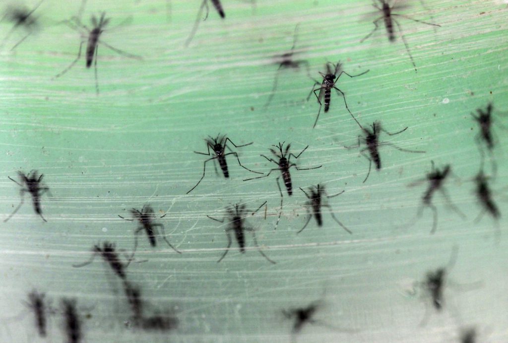 Senegal anuncia el fin de la epidemia de dengue declarada en septiembre en el país