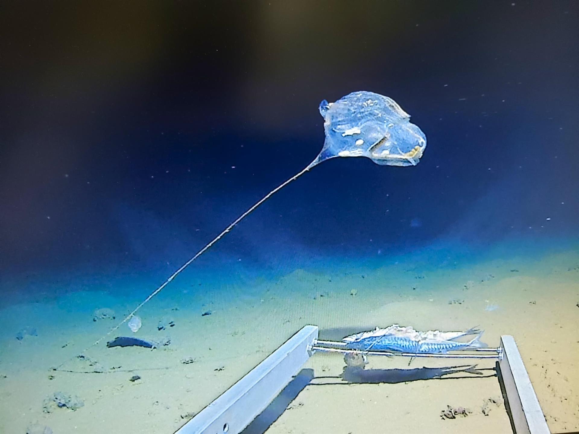 Un submarinista encuentra una bolsa de plástico a 10.927 metros de profundidad