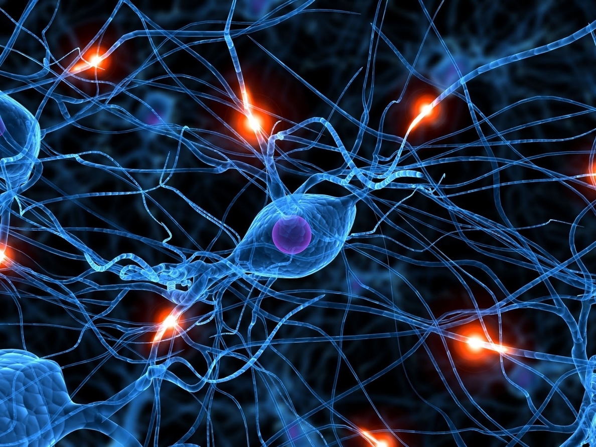 Investigadores de la UB crean neuronas que pueden integrarse en tejido cerebral humano