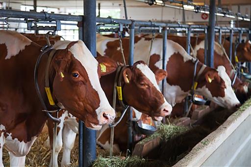 Entra en vigor la nueva normativa sobre el bienestar animal en las granjas