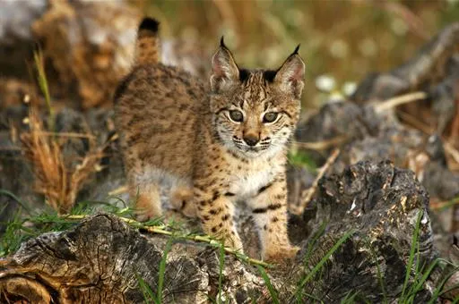 El lince ibérico se aleja del riesgo de extinción: superó los 2.000 ejemplares en 2023